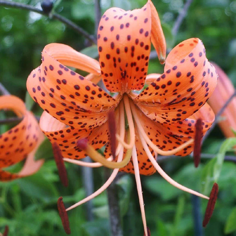 Tiger Lily Bulbs