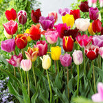 Tulip Bulbs